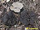 Tuber aestivum